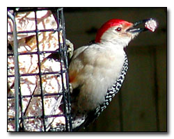 Red Belly Woodpecker Photography  Outdoor Eyes