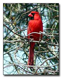 Cardinal Digital Photography  Outdoor Eyes