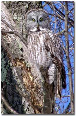 Great Gray Owl Laurie L. Volk