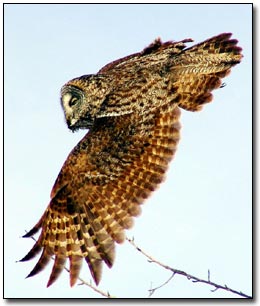 Great Gray Owl Laurie L. Volk