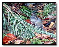 Junco Birds Digital Photography  Outdoor Eyes