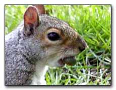 Squirrel Digital Photography  Outdoor Eyes
