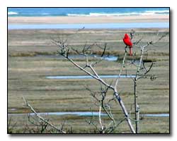 Cardinal Digital Photography © Outdoor Eyes