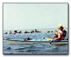 Kayaking With Seals Digital Photography © Outdoor Eyes