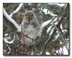 Squirrel Digital Photography © Outdoor Eyes